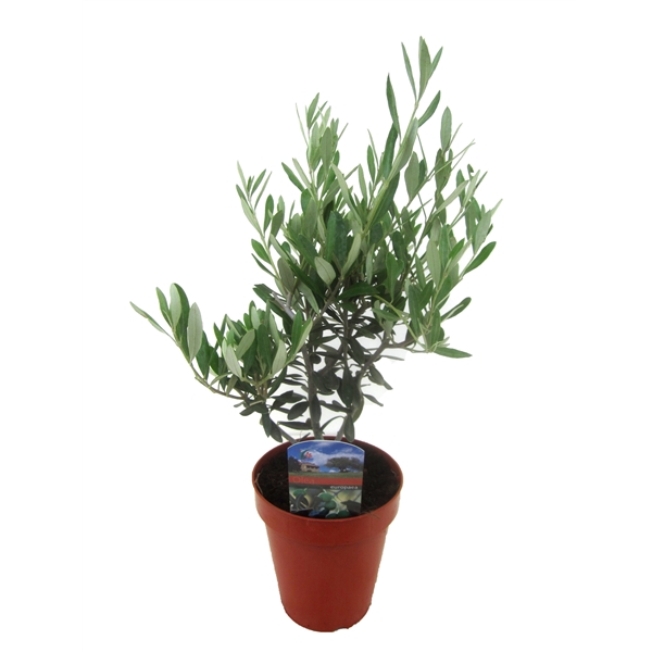<h4>Olea europaea</h4>