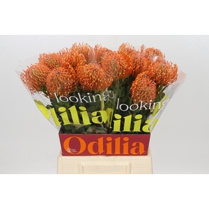 Nutans Ayoba Mandarin Zest