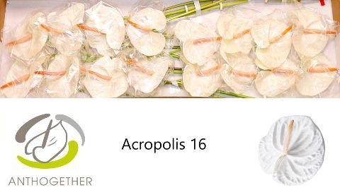 <h4>Anthurium Acropolis</h4>