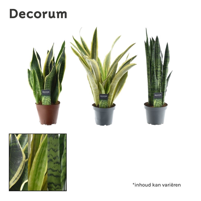 <h4>Sansevieria mix</h4>