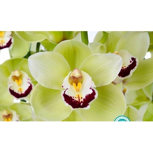 CYMB GR LIMONES LIMONES 60CM X 10