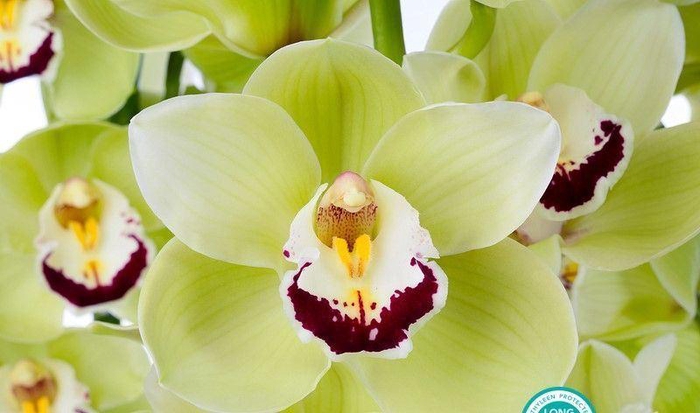 <h4>CYMB GR LIMONES X12</h4>