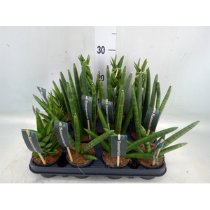 Sansevieria cyl.  ...