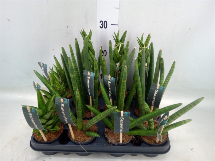 <h4>Sansevieria cyl.  ...</h4>