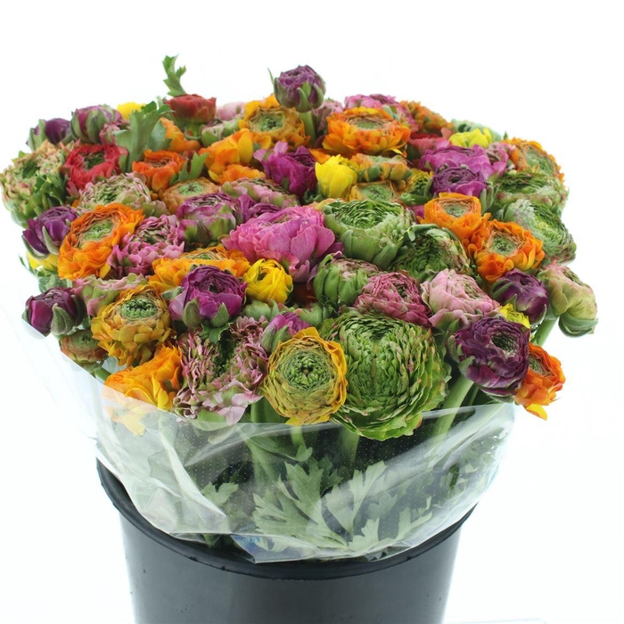 <h4>Ran Ponpon Mix Extra</h4>