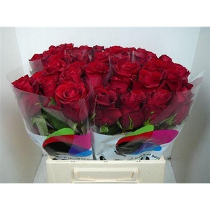 R Gr Ever Red (excellent)