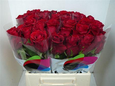 <h4>R Gr Ever Red (excellent)</h4>