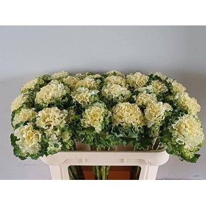 BRASS CRANE RU WHITE