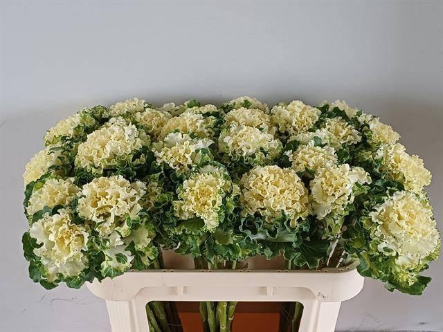 <h4>BRASS CRANE RU WHITE</h4>