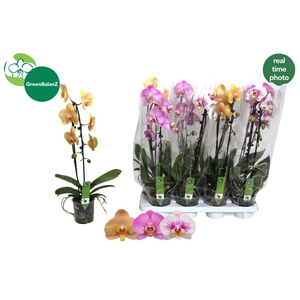 PHAL EL CASCADE