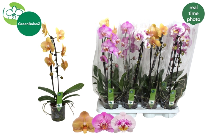 <h4>PHAL EL CASCADE</h4>