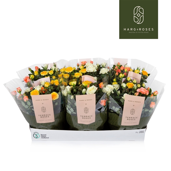 <h4>Rosa Kordana Pastel mix schalen (3 Kleuren Mix)</h4>
