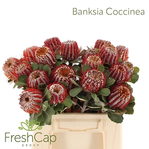 BANKSIA COCCINEA