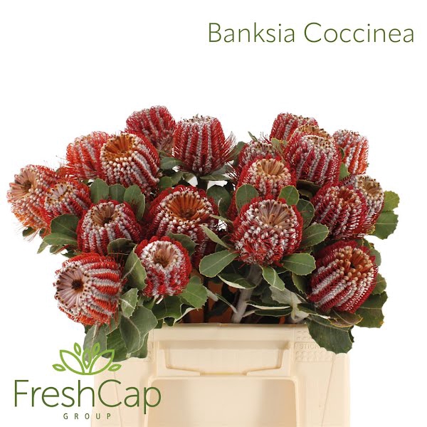 <h4>BANKSIA COCCINEA</h4>