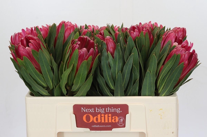 <h4>Protea Brenda</h4>