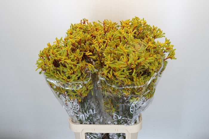 Anigozanthos Gold Fever Indoor