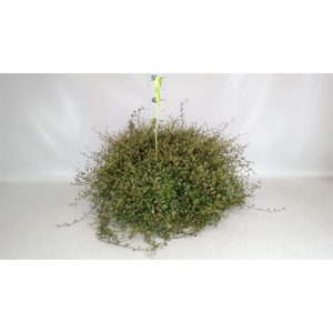 Muehlenbeckia com. 'Mao'ri'