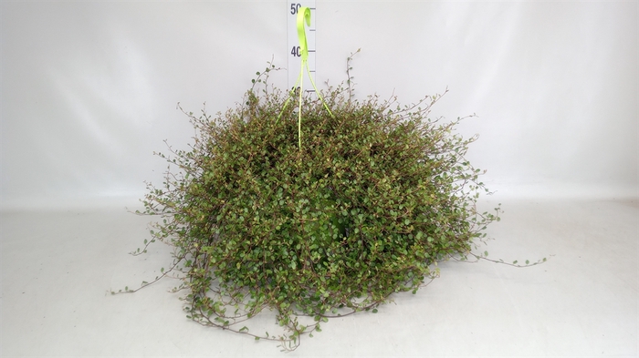 <h4>Muehlenbeckia com. 'Mao'ri'</h4>