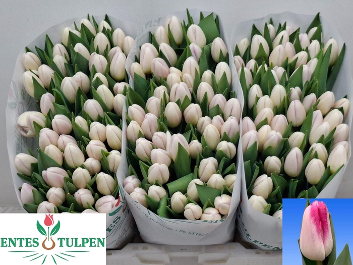 <h4>TU EN ATHENA</h4>