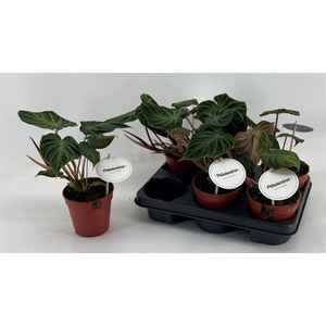 Philodendron Verrucosum 12Ø 30cm