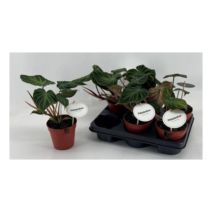 <h4>Philodendron Verrucosum 12Ø 30cm</h4>