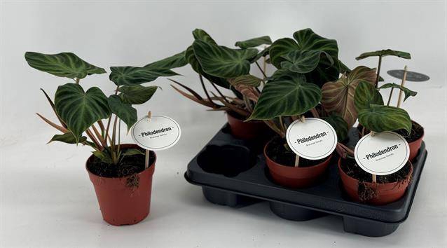 Philodendron Verrucosum 12Ø 30cm