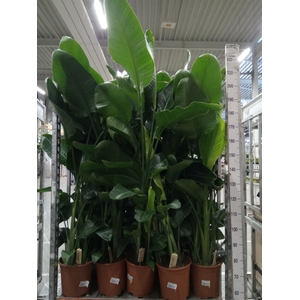 Strelitzia nicolai