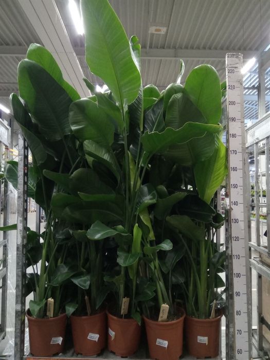 <h4>Strelitzia nicolai</h4>