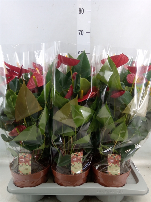 <h4>Anthurium andr. 'Tremendo'</h4>