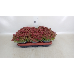 Sedum spurium 'Spot on deep Rose'