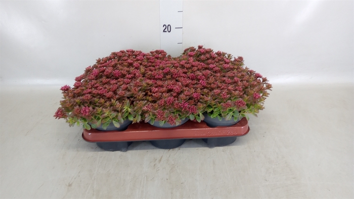 <h4>Sedum spurium 'Spot on deep Rose'</h4>