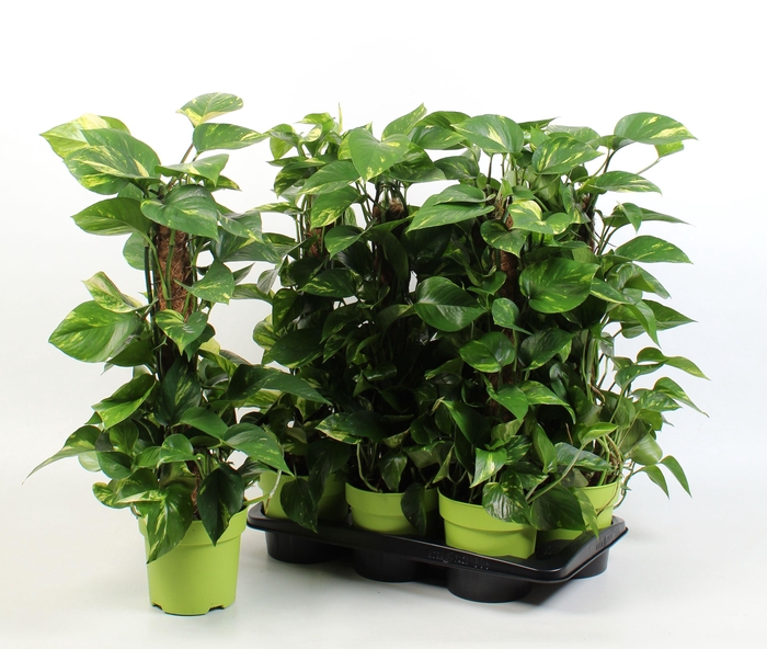 <h4>EPIPR MOSSTOK</h4>