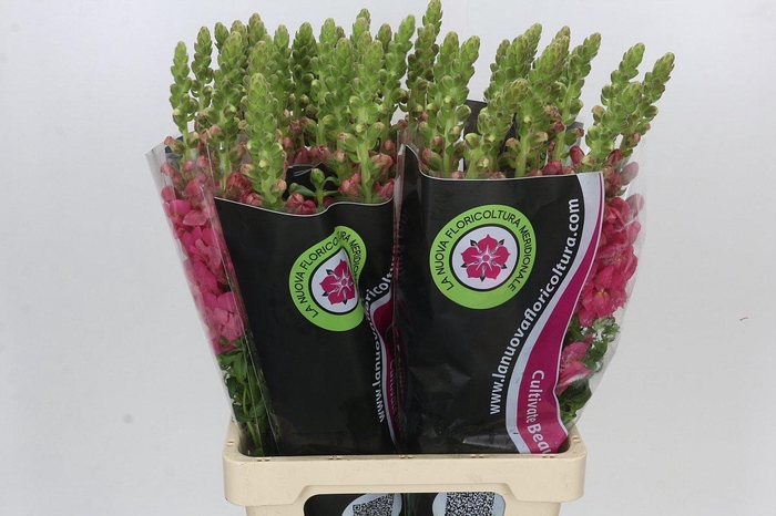 <h4>Antirrhinum Potomac Cherry Pink</h4>