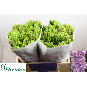 HYAC SPLEND CORNELIA