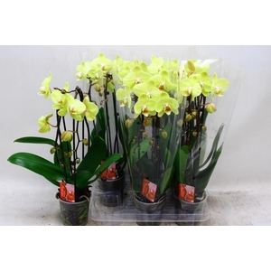 PHAL EL CASCADE