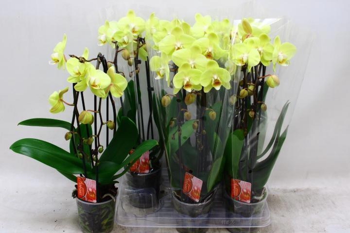 <h4>PHAL EL CASCADE</h4>