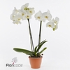 .Phalaenopsis anthura nottingham