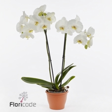 .Phalaenopsis anthura nottingham