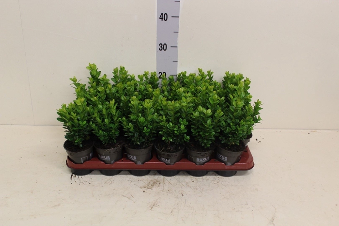 <h4>Buxus semp.   ...</h4>