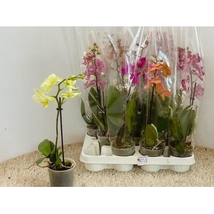 PHAL OV