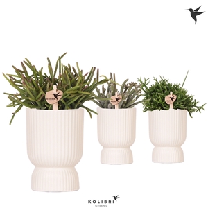 Kolibri Greens Rhipsalis mix in Diabolo pot travertine