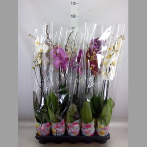 Phalaenopsis   ...mix  5