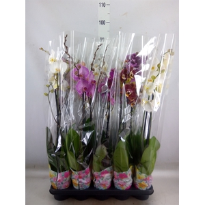 Phalaenopsis   ...mix  5