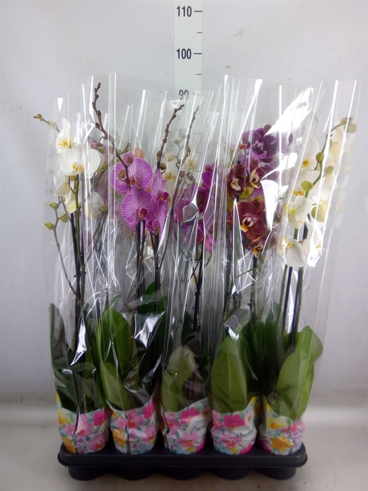 <h4>Phalaenopsis   ...mix  5</h4>