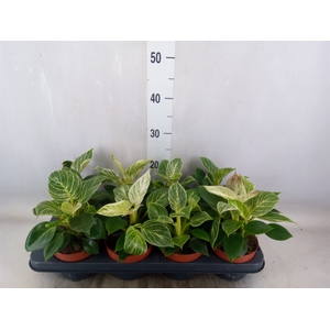 Philodendron   ...