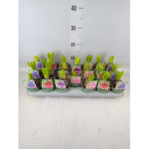 Hyacinthus orie.   ...mix 4