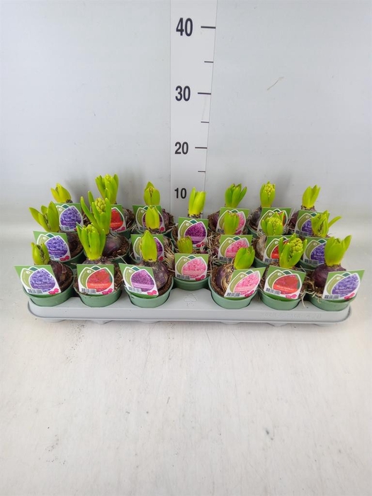 <h4>Hyacinthus orie.   ...mix 4</h4>