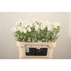Campanula Med Champ White