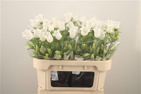 <h4>Campanula Med Champ White</h4>
