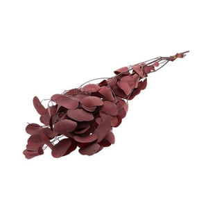 Bunch Euca Populus Pres.150g